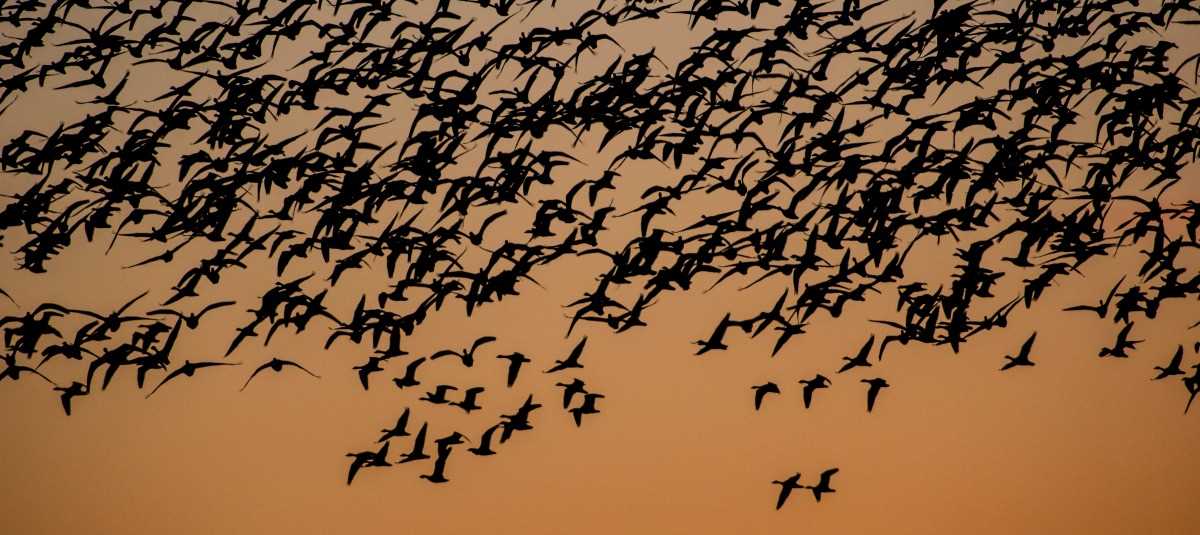 John Hoffman sky filled with ducks